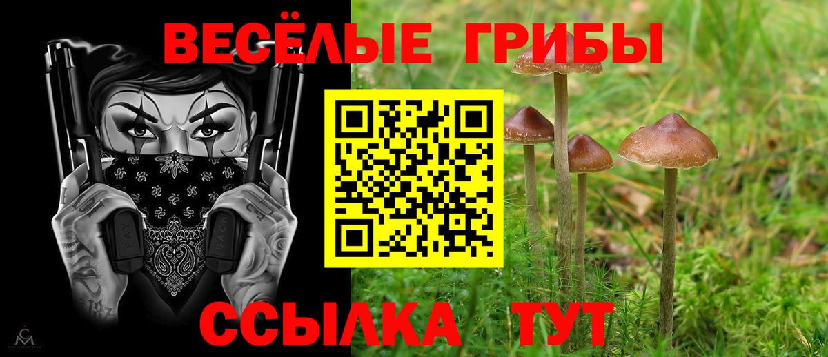 Галлюциногенные грибы Psilocybine cubensis Зеленодольск